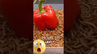 Worms eating a spicy pepper [upl. by Candida573]