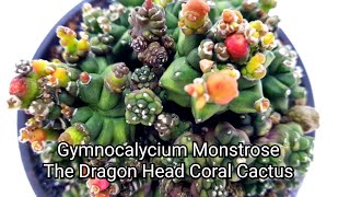 Gymnocalycium Monstrose  The Dragon Head Coral Cactus [upl. by Stanhope118]