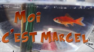 VOICI MARCEL MON POISSON ROUGE  EA SPORTS UFC 2 [upl. by Sedruol]