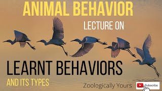 Animal Behavior  Learning Sensitization [upl. by Nerval387]