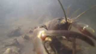 Signal Crayfish in the River Wensum Norfolk [upl. by Aihsekram192]