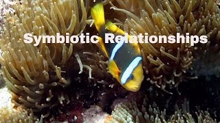 Symbiotic RelationshipsDefinition and ExamplesMutualismCommensalismParasitism [upl. by Noteloc164]