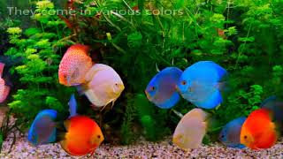 Discus fish life cycle [upl. by Vernon]