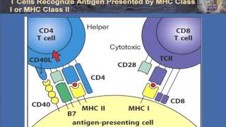 T Cell Activation and Control [upl. by Grimes]