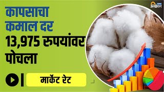 आजचे Kapus Bajar Bhav काय आहेत  Kapus Bajar Bhav  ॲग्रोवन [upl. by Eedoj378]