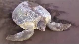 Green Turtle Tortuguero Costa Rica  Mawamba Lodge [upl. by Aniz]