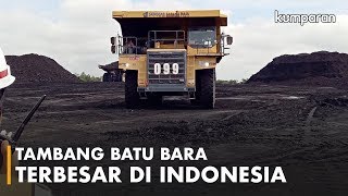 Mengintip Tambang Batu Bara Terbesar di Indonesia [upl. by Adirahs]