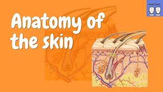 Anatomy of the Skin Epidermis Dermis Hypodermis [upl. by Charbonneau]