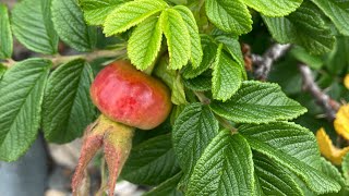 Foraging Rose Hips 🌹🌹 in New England Campbell’s Freedom Farm [upl. by Hephzibah]