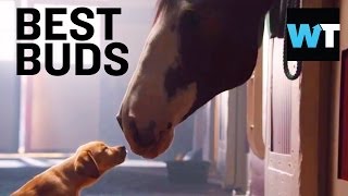 Budweiser Puppy Love Super Bowl Commercial  Whats Trending Now [upl. by Torruella]