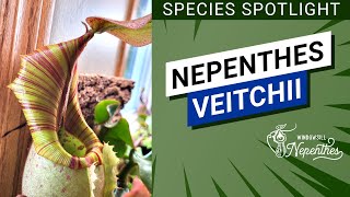 🔍 Species Spotlight 😍 Nepenthes veitchii Easy Nepenthes for Windowsill [upl. by Gnart]