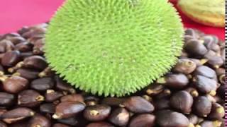 Breadnut Breadfruit or Artocarpus camansi and its Health Benefits [upl. by Jacquelin]