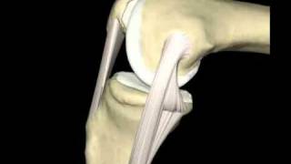 Ligamento Colateral Medial [upl. by Elrem797]