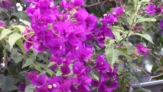 How to Transplant Bougainvillea Flowers  Gardening Advice [upl. by Ozzy]