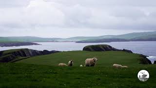 Traumhafte Shetland Inseln [upl. by Anyl700]