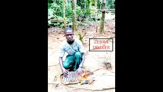 HUNT FOR ZEBRA DUIKER IN LIBERIA [upl. by Onin216]