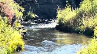 ACOMPANENOS A RECORRER CUCHARA PASS EN COLORADO Y ADMIRAR LA BELLEZA DE LOS GOLDEN ASPEN [upl. by Yahsram]