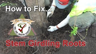 How to fix and treat stem girdling roots [upl. by Netta]