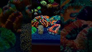 Beautiful Coral family  beautiful Marine tank setup 🐠 short shorts ytshortsindia [upl. by Imer404]