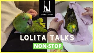 Lolita Loves Talking and Singing  Amazon Parrot [upl. by Jenne]