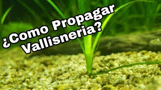 Como Podar y Reproducir VALLISNERIA🌿 [upl. by Nesiaj]