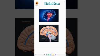 Brain stem  Mid brain  Pons varolii  Medulla oblongata  Brain [upl. by Asikal]