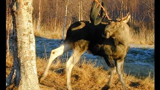 Moose stuck in a tire swing [upl. by Vida670]