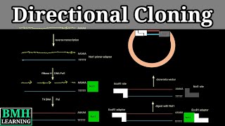 Directional Cloning  Directional Cloning Vs Traditional Cloning [upl. by Adner]