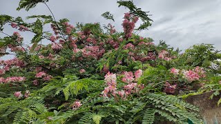 Which cassia variery is best for home [upl. by Yelwah]