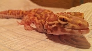 Treating Metabolic Bone Disease  Leopard Geckos [upl. by Itnaihc8]