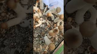 Experiment Growing mushrooms 3 types of grain spawn in same tub [upl. by Nanine]