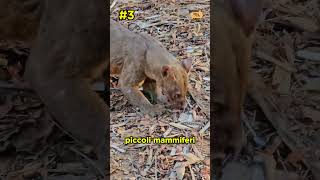 FOSSA Il Gatto Assassino del Madagascar che NON FA MIAU [upl. by Aniala493]