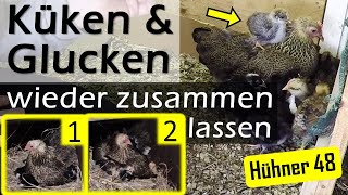 🫣 Wir wagen es nochmal 🐤 Klappts dies Mal🐥🐔 Küken amp Glucken wieder zusammen lassen  Hühner 48 [upl. by Annej967]