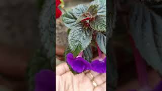 Achimenes flower plant অ্যাচিমিনিস ফুল ফুটেছে  Part 2 yt ytshorts babyplants Upabana08 [upl. by Cobbie]