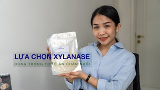 LỰA CHỌN ĐÚNG ENZYME XYLANASE DÙNG TRONG THỨC ĂN CHĂN NUÔI [upl. by Nohsad]