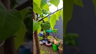 atis fruits on my garden [upl. by Theta]