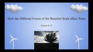 Beaufort Scale Trees [upl. by Abehsat]