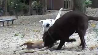 Bull Terrier vs Labrador Friend or Foe [upl. by Elka]