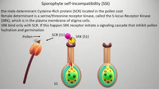 Selfincompatibility  types and mechanism Gametophyte self incompatibility GSI [upl. by Eelta]