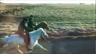 Icelandic horses racing in full gallop [upl. by Burtie]