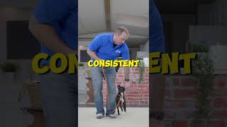 How To Teach Your Dog To Not Pull On The Leash EVER  Professional Dog Training Tips [upl. by Eelegna]