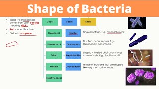 Shape of Bacteria  Arrangements of Cocci Bacilli and Spiral  Monera [upl. by Deana]