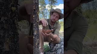 How to use PINE SAP [upl. by Haila]