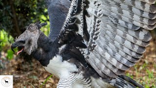 Harpy Eagle  The Majestic Sky Hunter [upl. by Ainolopa393]