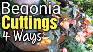 How to Propagate Begonia Cuttings by Stem and Leaf Cuttings  Gardening for Beginners [upl. by Aubigny585]