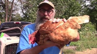 I Bought 3 HyLine Brown Hens For The Children [upl. by Rives279]