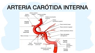 RAMAS CAROTIDA EXTERNA [upl. by Mellicent628]