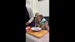 🔴Adorable monkey enjoys eating breakfast Ep003 shorts monkey [upl. by Anahsak]