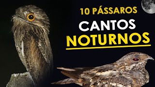 10 CANTOS de AVES NOTURNAS comuns no Brasil  Bacuraus curiangos urutaus e corujas [upl. by Liborio]