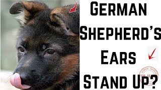 When Will My German Shepherds Ears Stand Up [upl. by Nnylsaj]